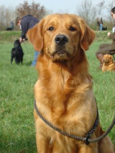 Copperlake Retrievers