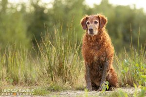 Gundogs Choice Chess