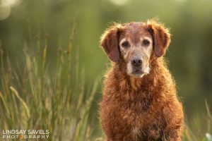 Gundogs Choice Chess