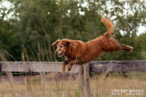 Gundogs Choice Chess