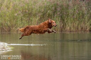 Gundogs Choice Chess