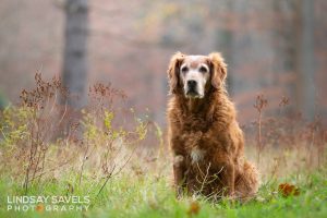 Gundogs Choice Chess