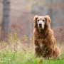 Gundogs Choice Chess