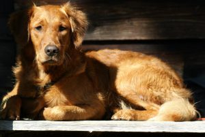 Copperlake Retrievers