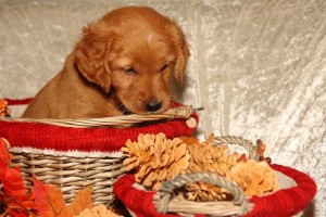 Chess Pup