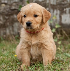 Historiek Golden Retriever