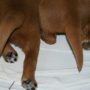 Pups_2014_02