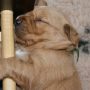 Pups_2014_07