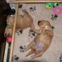 Pups_2014_10