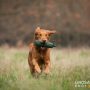 Copperlake Raven_06