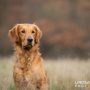 Copperlake Ruby_06