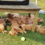 Pups_2018_34