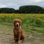 Copperlake Troy_05