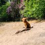 Copperlake Twix_04