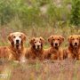 Copperlake_29