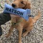 Watson_04